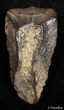 Inch Long Triceratops Tooth #2433-1